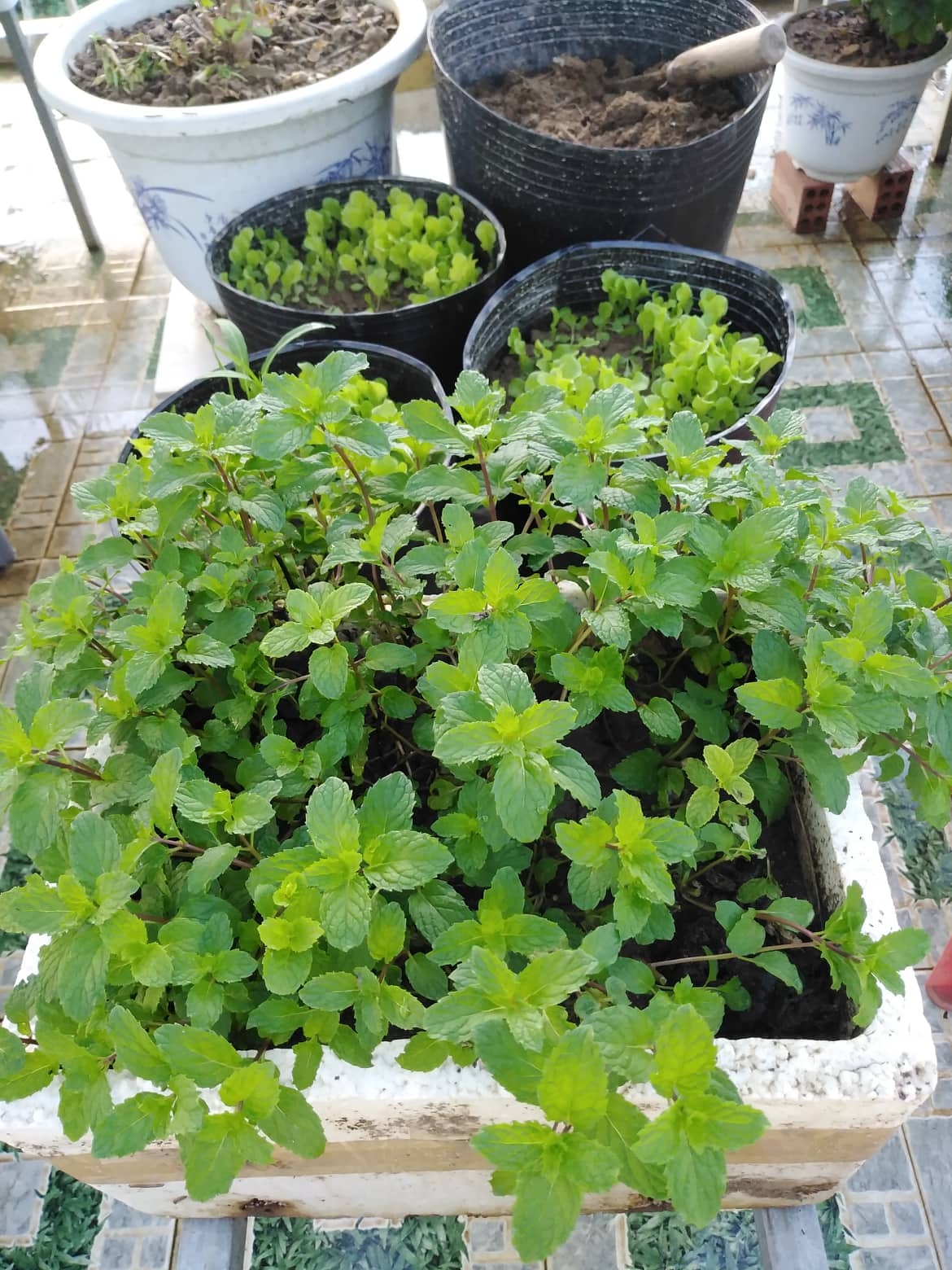 Sân thượng 25m2 đủ loại rau quả tươi tốt nhờ cách tận dụng rác nhà bếp san thuong 25m2 du loai rau qua tuoi tot nho cach tan dung rac nha bep