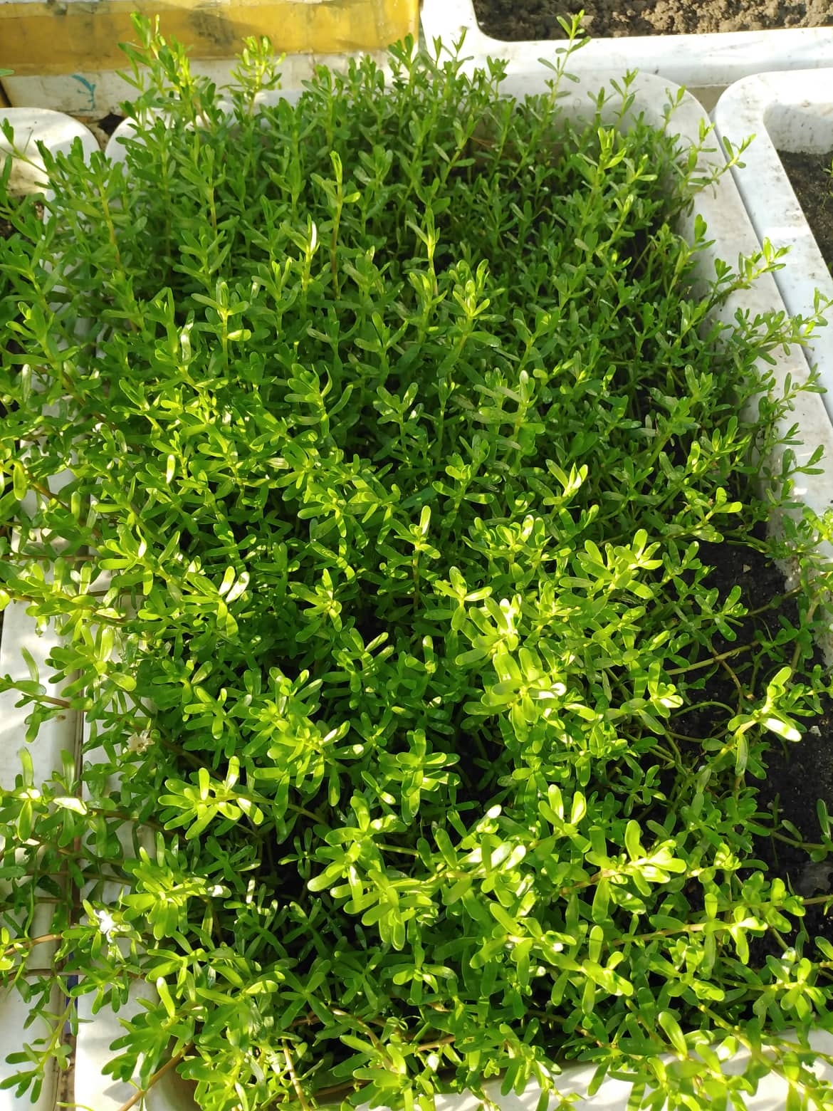 Sân thượng 25m2 đủ loại rau quả tươi tốt nhờ cách tận dụng rác nhà bếp san thuong 25m2 du loai rau qua tuoi tot nho cach tan dung rac nha bep