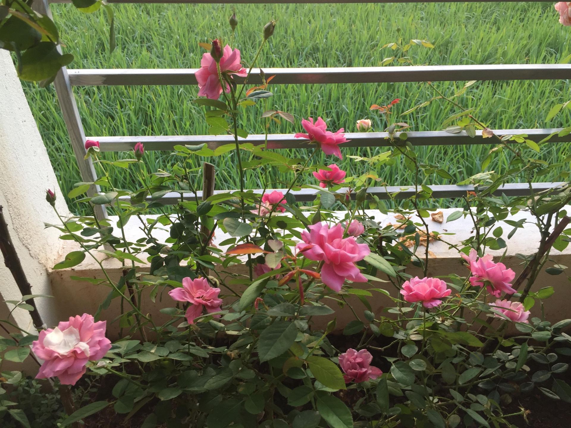 Ngắm vườn hồng rực nắng của người phụ nữ yêu hoa tại Hải Phòng me 3 con trong du loai hong xung quanh nha de thoa man niem dam me yeu hoa