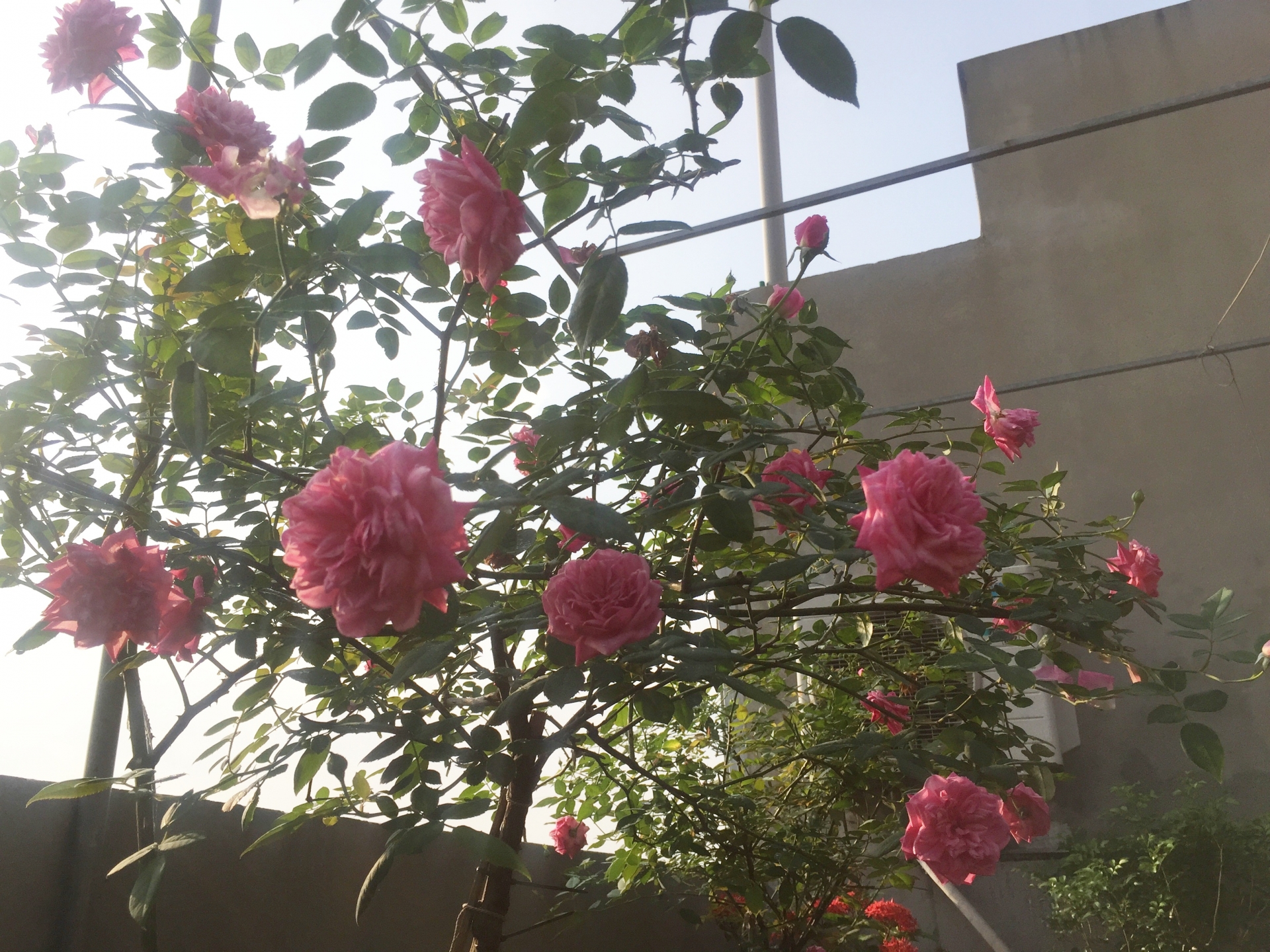 Ngắm vườn hồng rực nắng của người phụ nữ yêu hoa tại Hải Phòng me 3 con trong du loai hong xung quanh nha de thoa man niem dam me yeu hoa