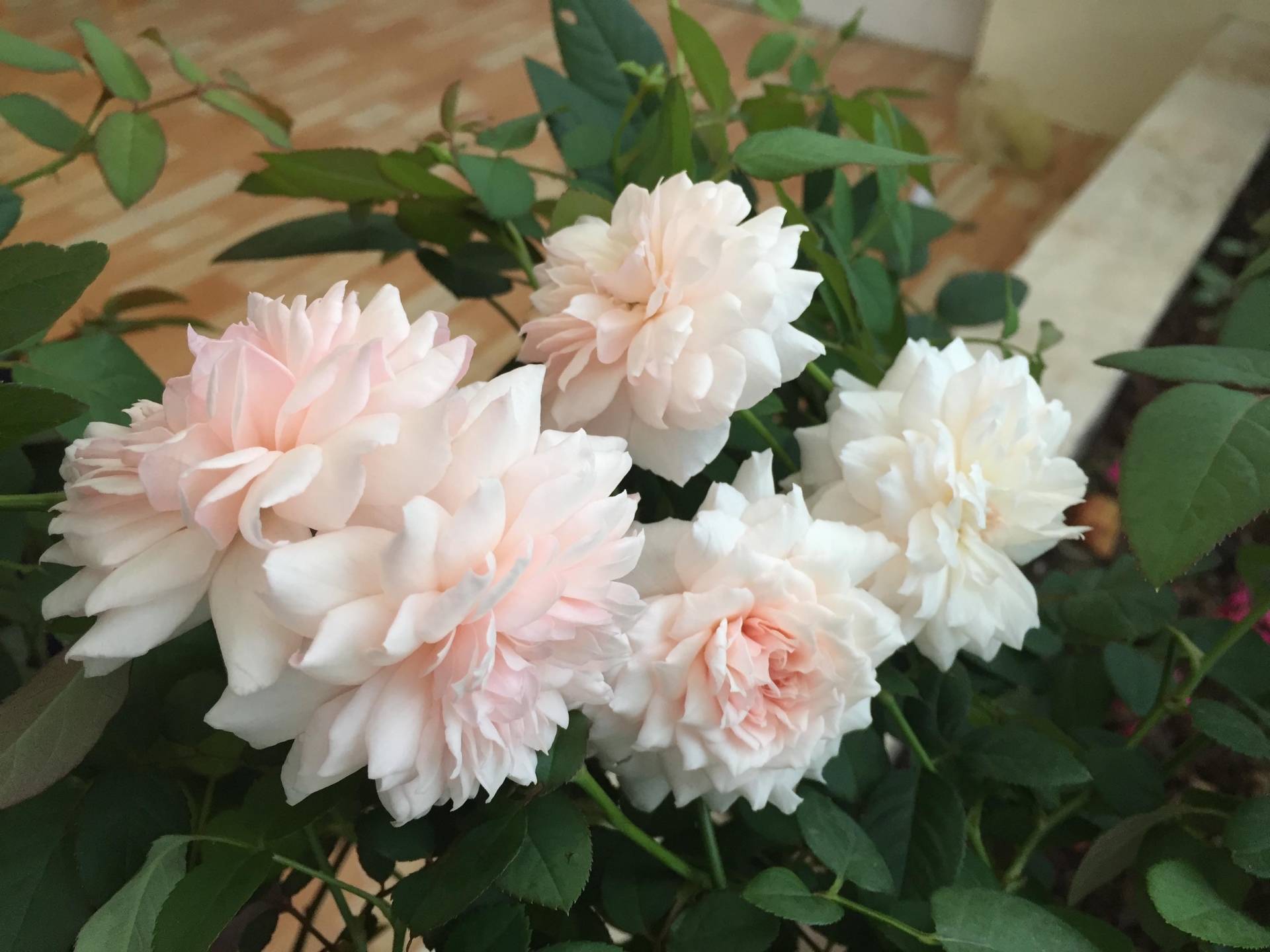 Ngắm vườn hồng rực nắng của người phụ nữ yêu hoa tại Hải Phòng me 3 con trong du loai hong xung quanh nha de thoa man niem dam me yeu hoa