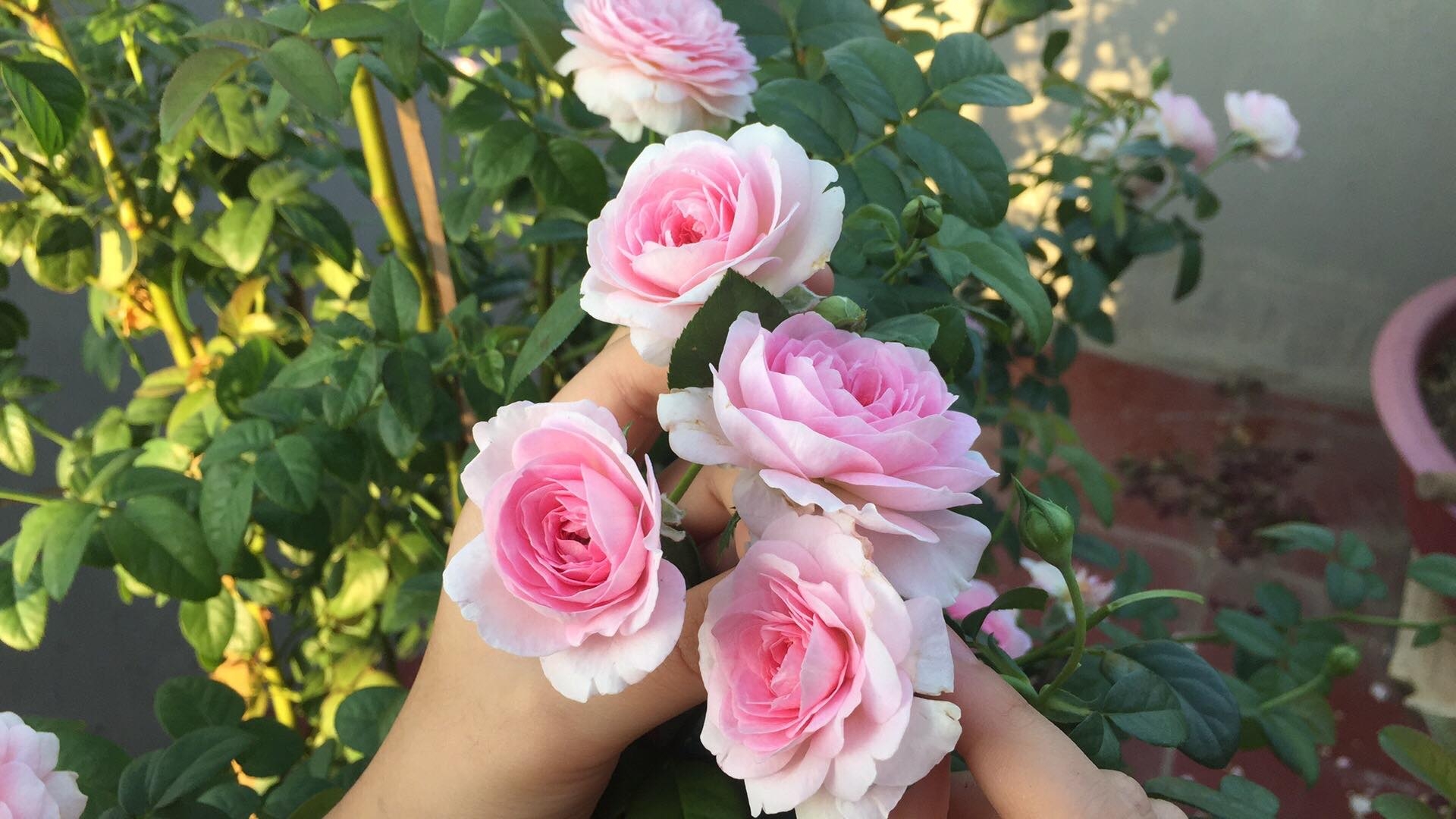 Ngắm vườn hồng rực nắng của người phụ nữ yêu hoa tại Hải Phòng me 3 con trong du loai hong xung quanh nha de thoa man niem dam me yeu hoa