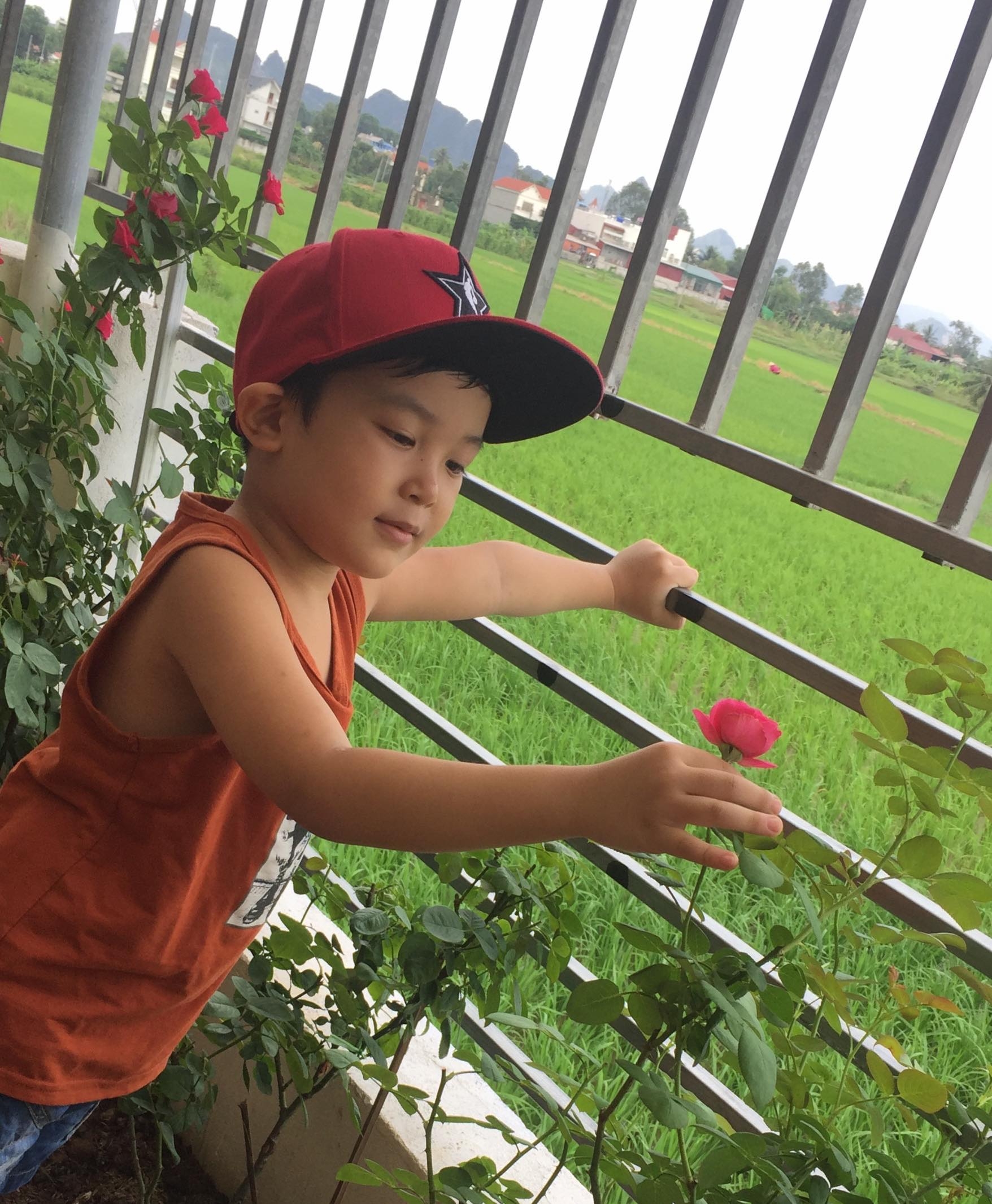 Ngắm vườn hồng rực nắng của người phụ nữ yêu hoa tại Hải Phòng me 3 con trong du loai hong xung quanh nha de thoa man niem dam me yeu hoa