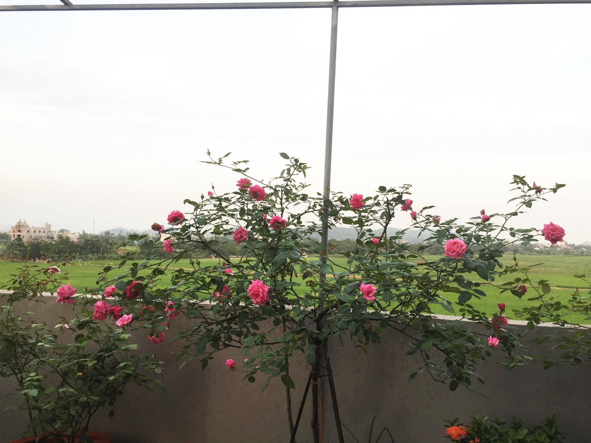Ngắm vườn hồng rực nắng của người phụ nữ yêu hoa tại Hải Phòng me 3 con trong du loai hong xung quanh nha de thoa man niem dam me yeu hoa