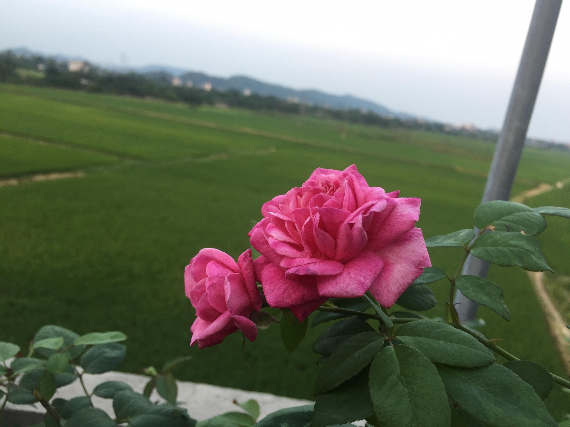 Ngắm vườn hồng rực nắng của người phụ nữ yêu hoa tại Hải Phòng me 3 con trong du loai hong xung quanh nha de thoa man niem dam me yeu hoa