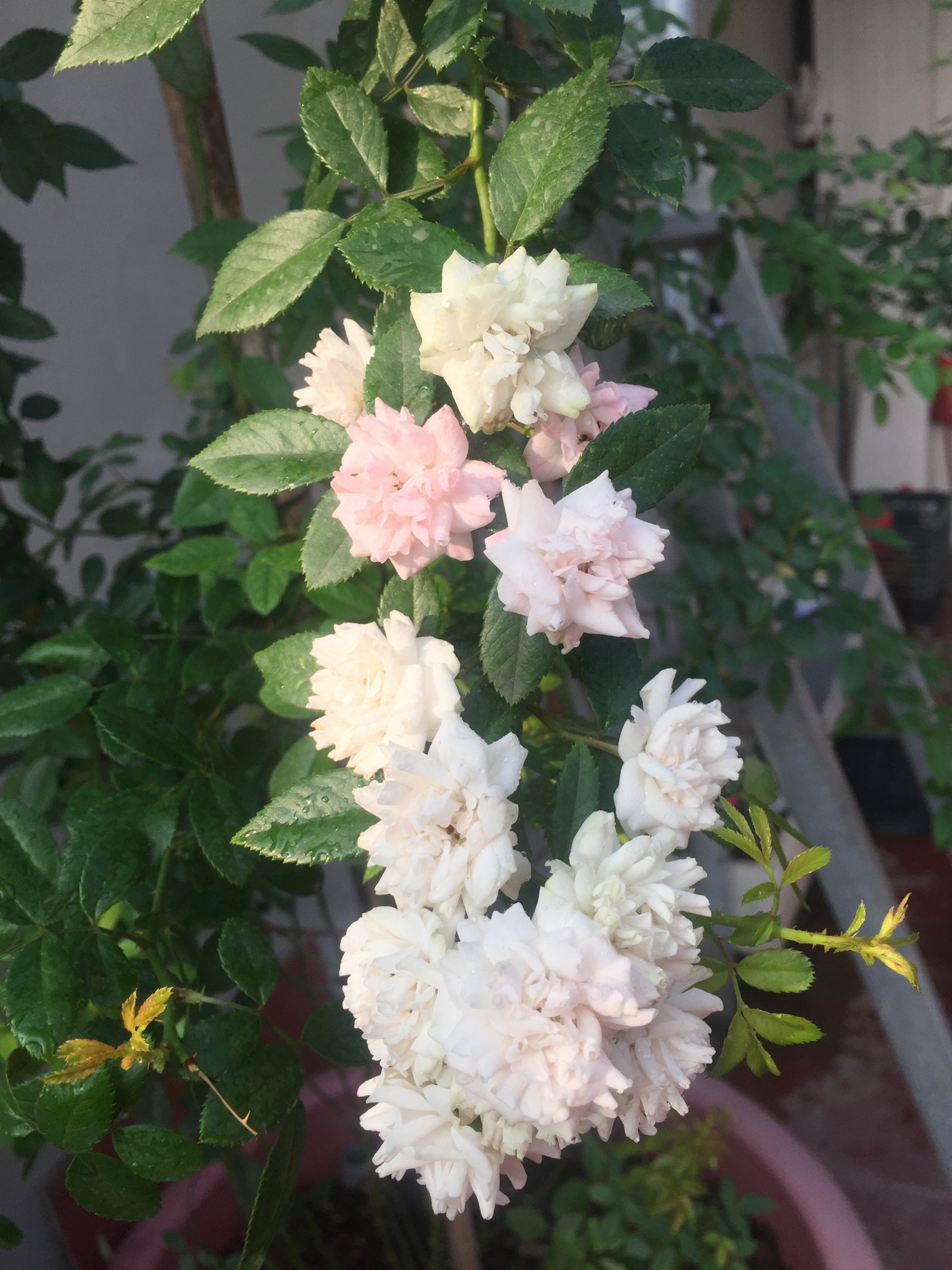 Ngắm vườn hồng rực nắng của người phụ nữ yêu hoa tại Hải Phòng me 3 con trong du loai hong xung quanh nha de thoa man niem dam me yeu hoa