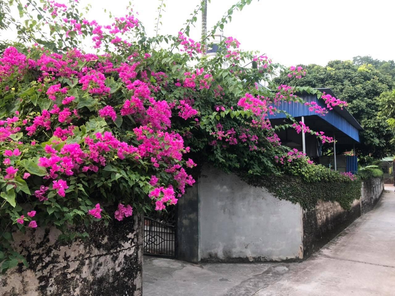 Ngắm vườn hồng rực nắng của người phụ nữ yêu hoa tại Hải Phòng me 3 con trong du loai hong xung quanh nha de thoa man niem dam me yeu hoa