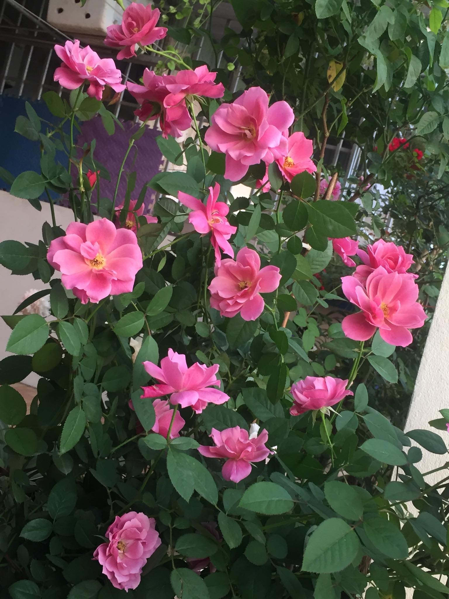 Ngắm vườn hồng rực nắng của người phụ nữ yêu hoa tại Hải Phòng me 3 con trong du loai hong xung quanh nha de thoa man niem dam me yeu hoa