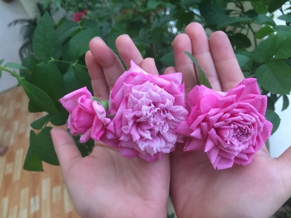 Ngắm vườn hồng rực nắng của người phụ nữ yêu hoa tại Hải Phòng me 3 con trong du loai hong xung quanh nha de thoa man niem dam me yeu hoa