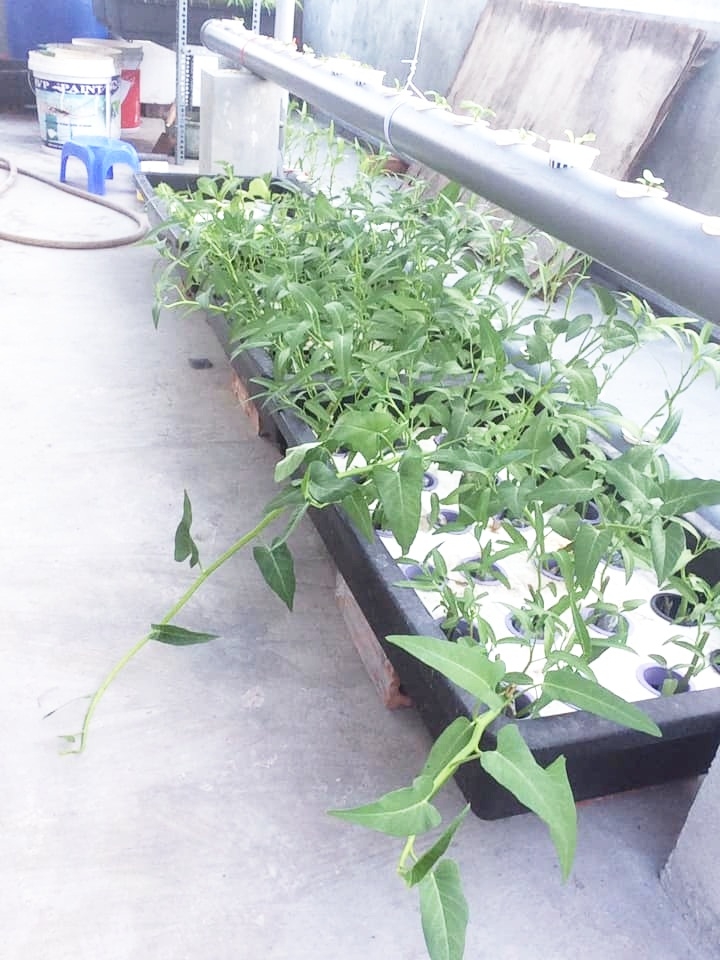 Anh kỹ sư điện tận dụng đồ tái chế trồng cả vườn rau tươi tốt trên sân thượng ở Hà Nội anh ky su dien tan dung do tai che trong ca vuon rau tuoi tot tren san thuong o ha noi