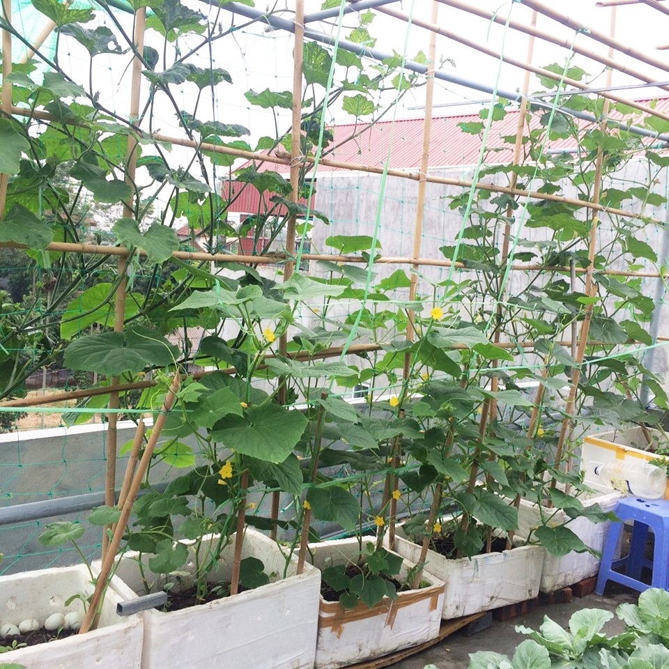 Anh kỹ sư điện tận dụng đồ tái chế trồng cả vườn rau tươi tốt trên sân thượng ở Hà Nội anh ky su dien tan dung do tai che trong ca vuon rau tuoi tot tren san thuong o ha noi