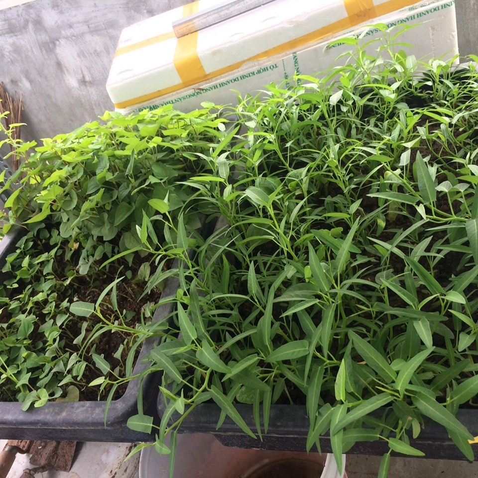 Anh kỹ sư điện tận dụng đồ tái chế trồng cả vườn rau tươi tốt trên sân thượng ở Hà Nội anh ky su dien tan dung do tai che trong ca vuon rau tuoi tot tren san thuong o ha noi
