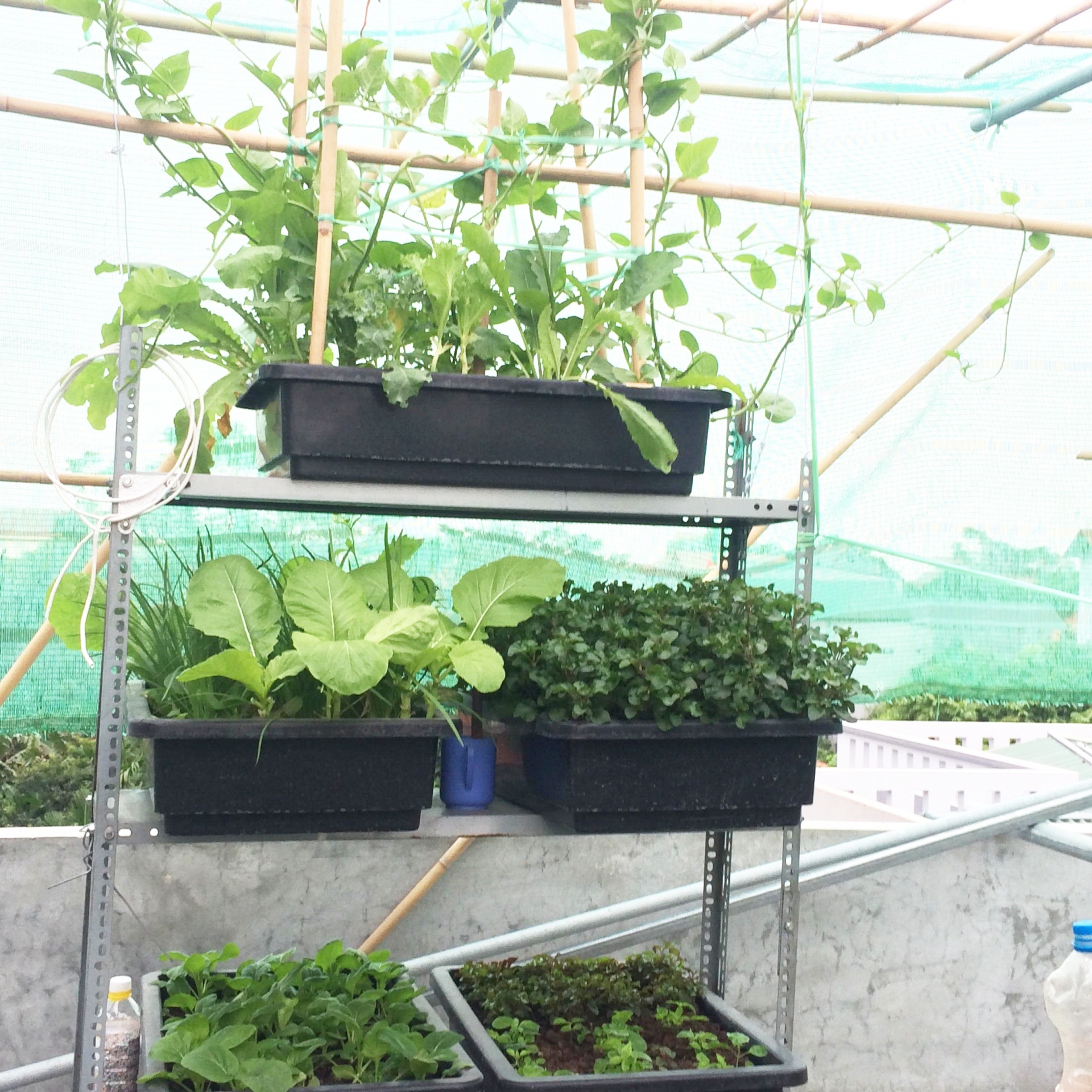 Anh kỹ sư điện tận dụng đồ tái chế trồng cả vườn rau tươi tốt trên sân thượng ở Hà Nội anh ky su dien tan dung do tai che trong ca vuon rau tuoi tot tren san thuong o ha noi