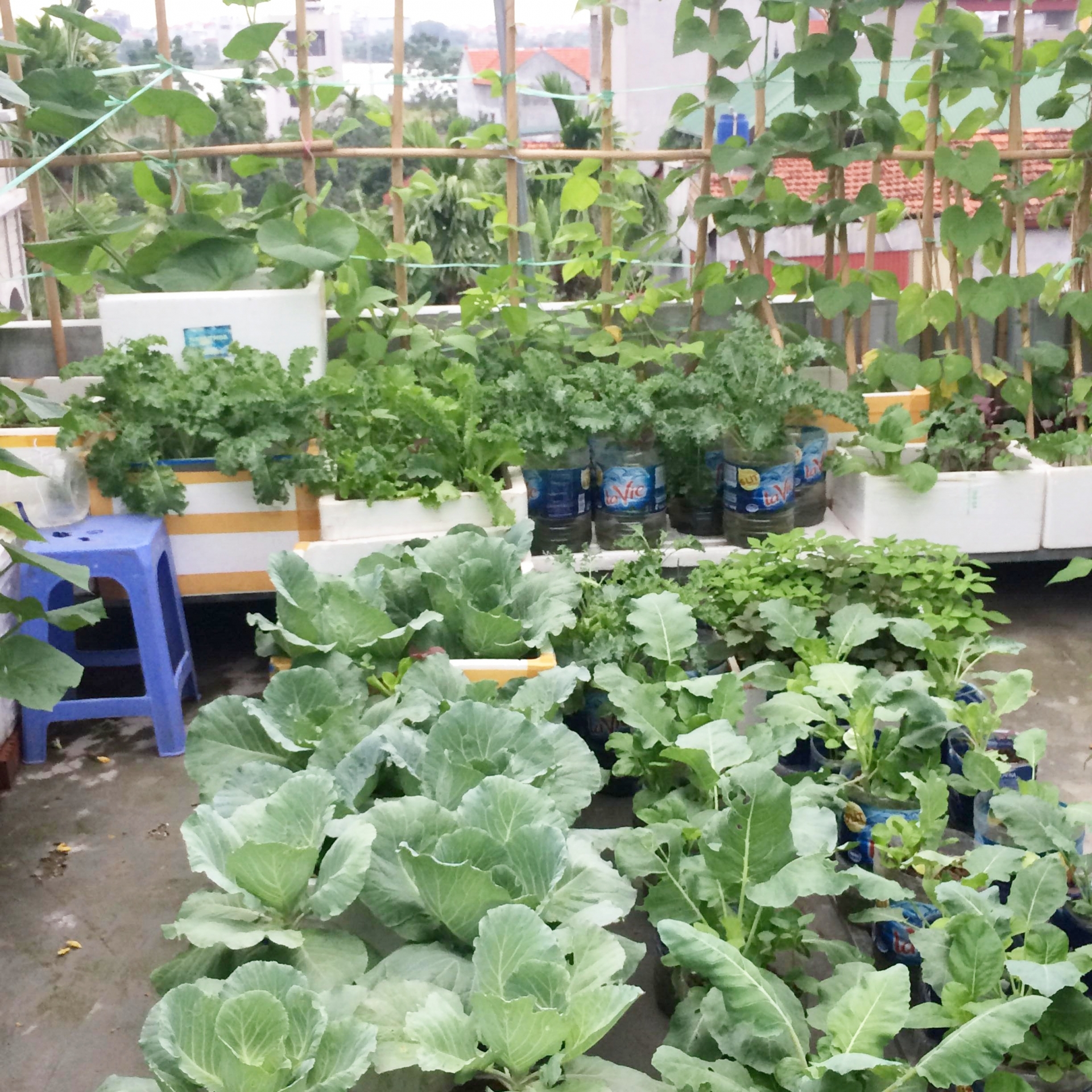 Anh kỹ sư điện tận dụng đồ tái chế trồng cả vườn rau tươi tốt trên sân thượng ở Hà Nội anh ky su dien tan dung do tai che trong ca vuon rau tuoi tot tren san thuong o ha noi