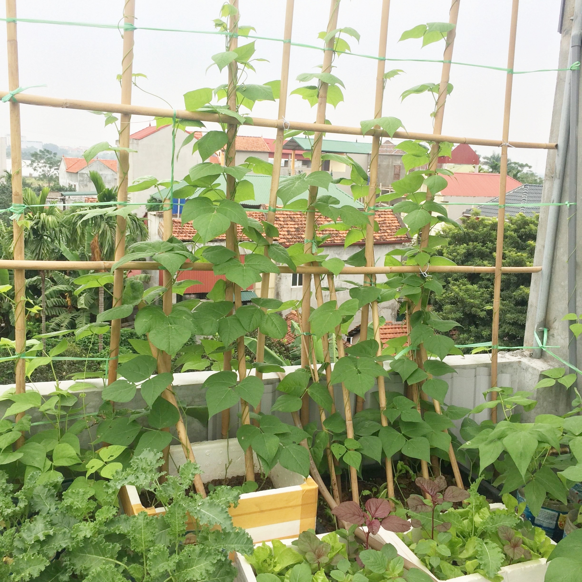 Anh kỹ sư điện tận dụng đồ tái chế trồng cả vườn rau tươi tốt trên sân thượng ở Hà Nội anh ky su dien tan dung do tai che trong ca vuon rau tuoi tot tren san thuong o ha noi
