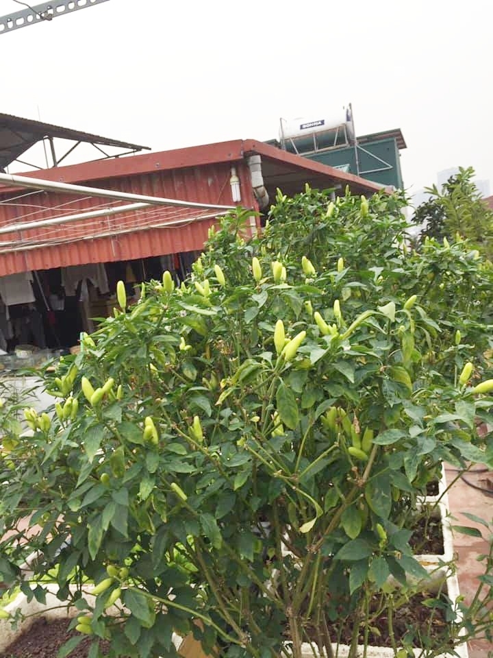Sân thượng 70m2 trồng đủ loại rau quả ở Hà Nội san thuong 70m2 trong du loai rau qua nhu vuon duoi mat dat o ha noi