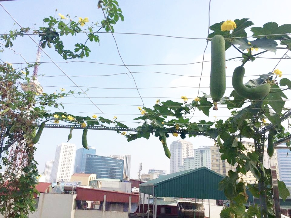 Sân thượng 70m2 trồng đủ loại rau quả ở Hà Nội san thuong 70m2 trong du loai rau qua nhu vuon duoi mat dat o ha noi