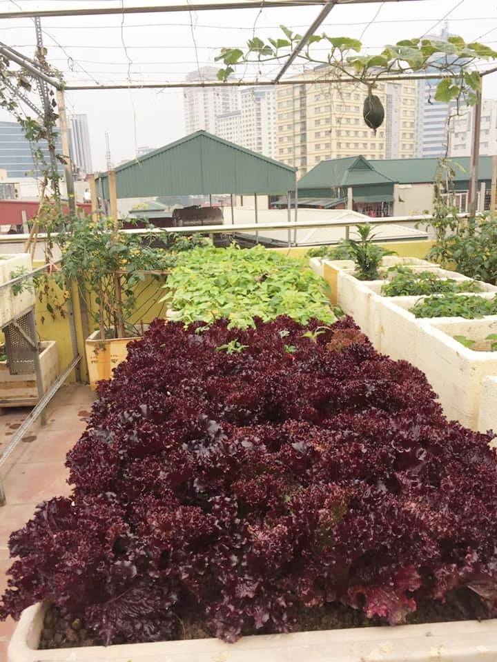Sân thượng 70m2 trồng đủ loại rau quả ở Hà Nội san thuong 70m2 trong du loai rau qua nhu vuon duoi mat dat o ha noi