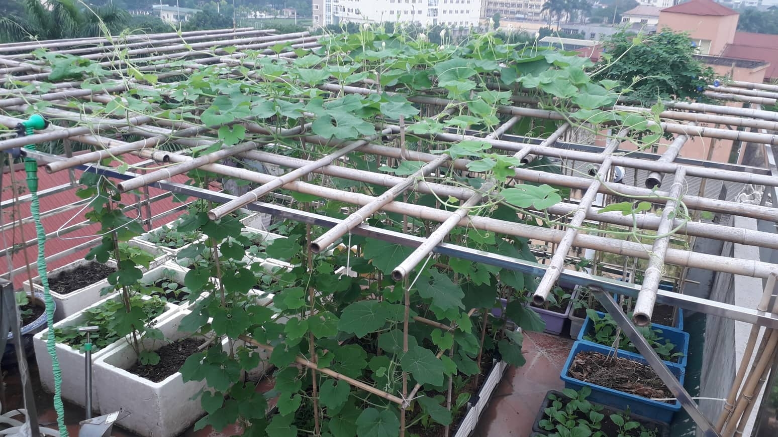khu vuon nhieu nang am va rau qua sach tren san thuong rong 50m2 o ha noi