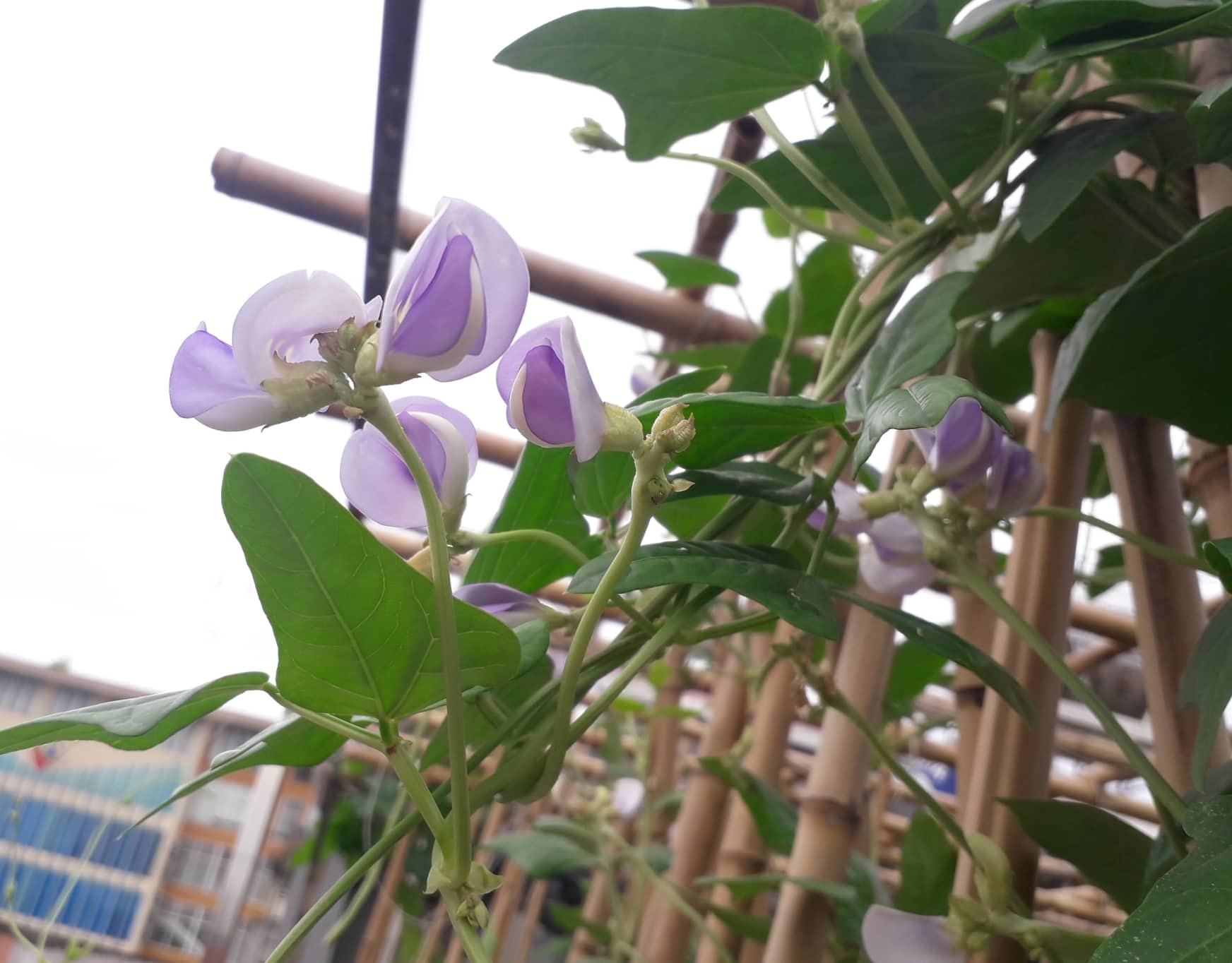 khu vuon nhieu nang am va rau qua sach tren san thuong rong 50m2 o ha noi