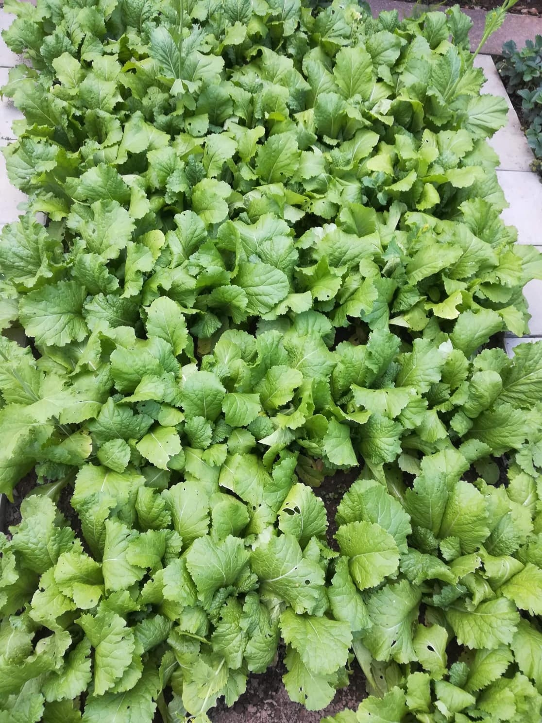Khu vườn 500m2 đủ cây trái và rau sạch của mẹ Việt ở Đức khu vuon 500m2 du cay trai va rau sach cua me viet o duc