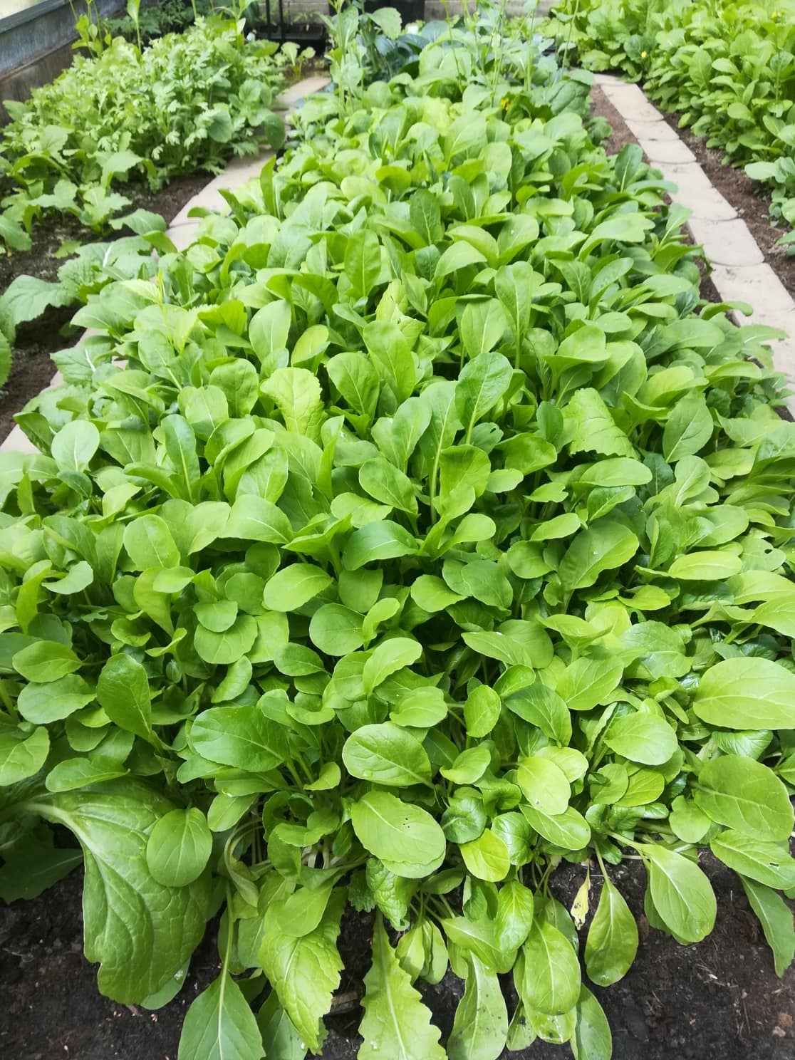 Khu vườn 500m2 đủ cây trái và rau sạch của mẹ Việt ở Đức khu vuon 500m2 du cay trai va rau sach cua me viet o duc