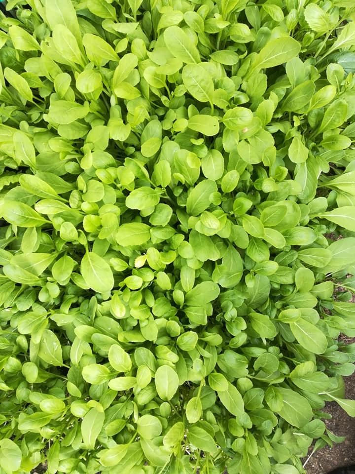 Khu vườn 500m2 đủ cây trái và rau sạch của mẹ Việt ở Đức khu vuon 500m2 du cay trai va rau sach cua me viet o duc
