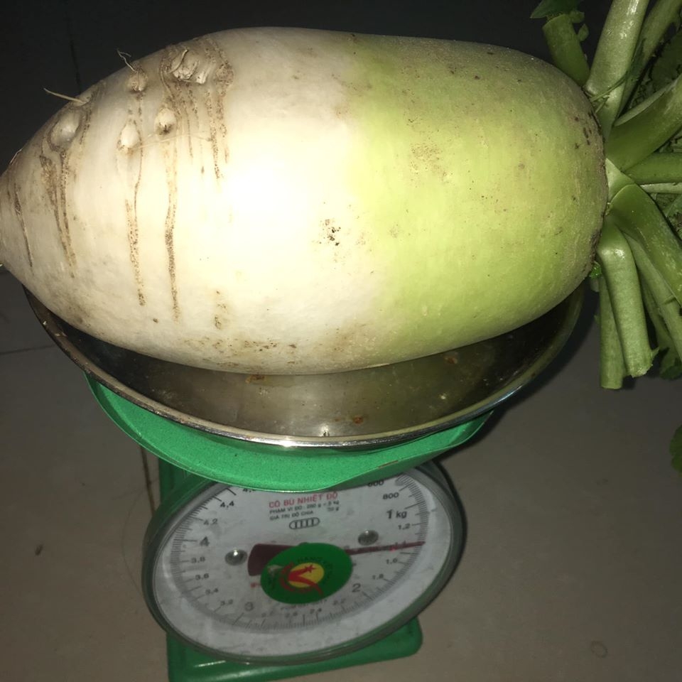 Vườn rau hữu cơ tốt tươi trên sân thượng của "nông dân thành thị" ở Hà Nội vuon rau huu co tot tuoi tren san thuong cua nong dan thanh thi o ha noi