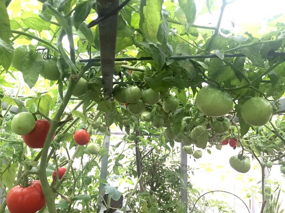 Vườn rau hữu cơ tốt tươi trên sân thượng của "nông dân thành thị" ở Hà Nội vuon rau huu co tot tuoi tren san thuong cua nong dan thanh thi o ha noi