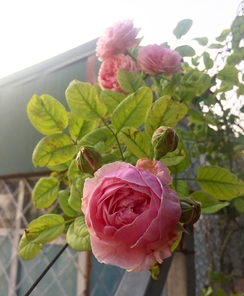 Vườn rau hữu cơ tốt tươi trên sân thượng của "nông dân thành thị" ở Hà Nội vuon rau huu co tot tuoi tren san thuong cua nong dan thanh thi o ha noi