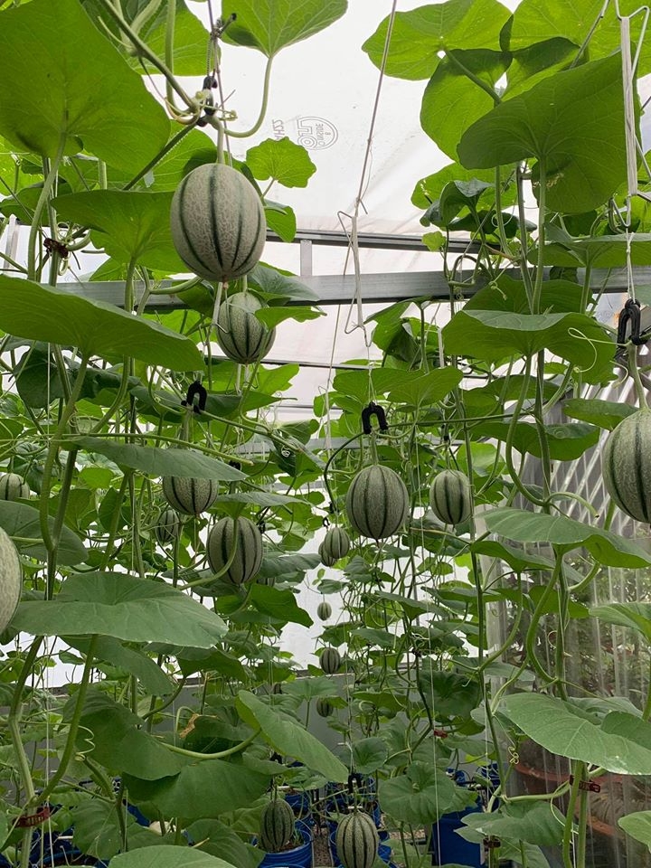 Vườn dưa lưới trĩu trịt quả "bội thu" trên sân thượng rộng 40m2 ở Sài Gòn vuon dua luoi triu trit qua boi thu tren san thuong rong 40m2 o sai gon