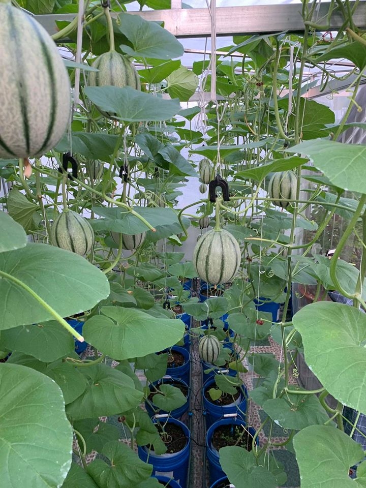 Vườn dưa lưới trĩu trịt quả "bội thu" trên sân thượng rộng 40m2 ở Sài Gòn vuon dua luoi triu trit qua boi thu tren san thuong rong 40m2 o sai gon