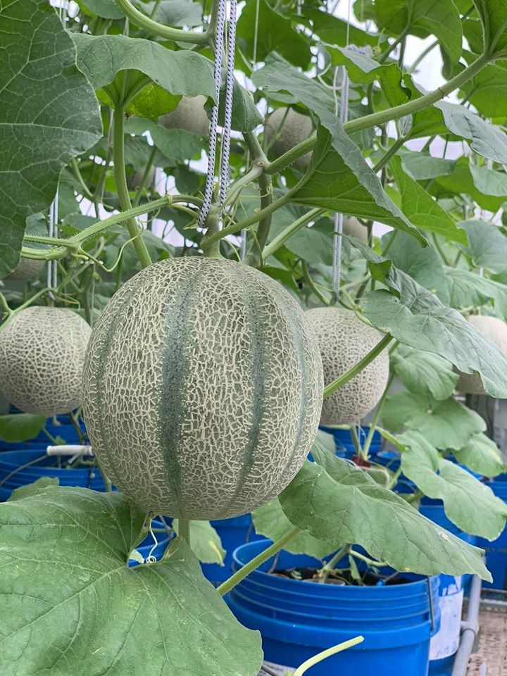 Vườn dưa lưới trĩu trịt quả "bội thu" trên sân thượng rộng 40m2 ở Sài Gòn vuon dua luoi triu trit qua boi thu tren san thuong rong 40m2 o sai gon