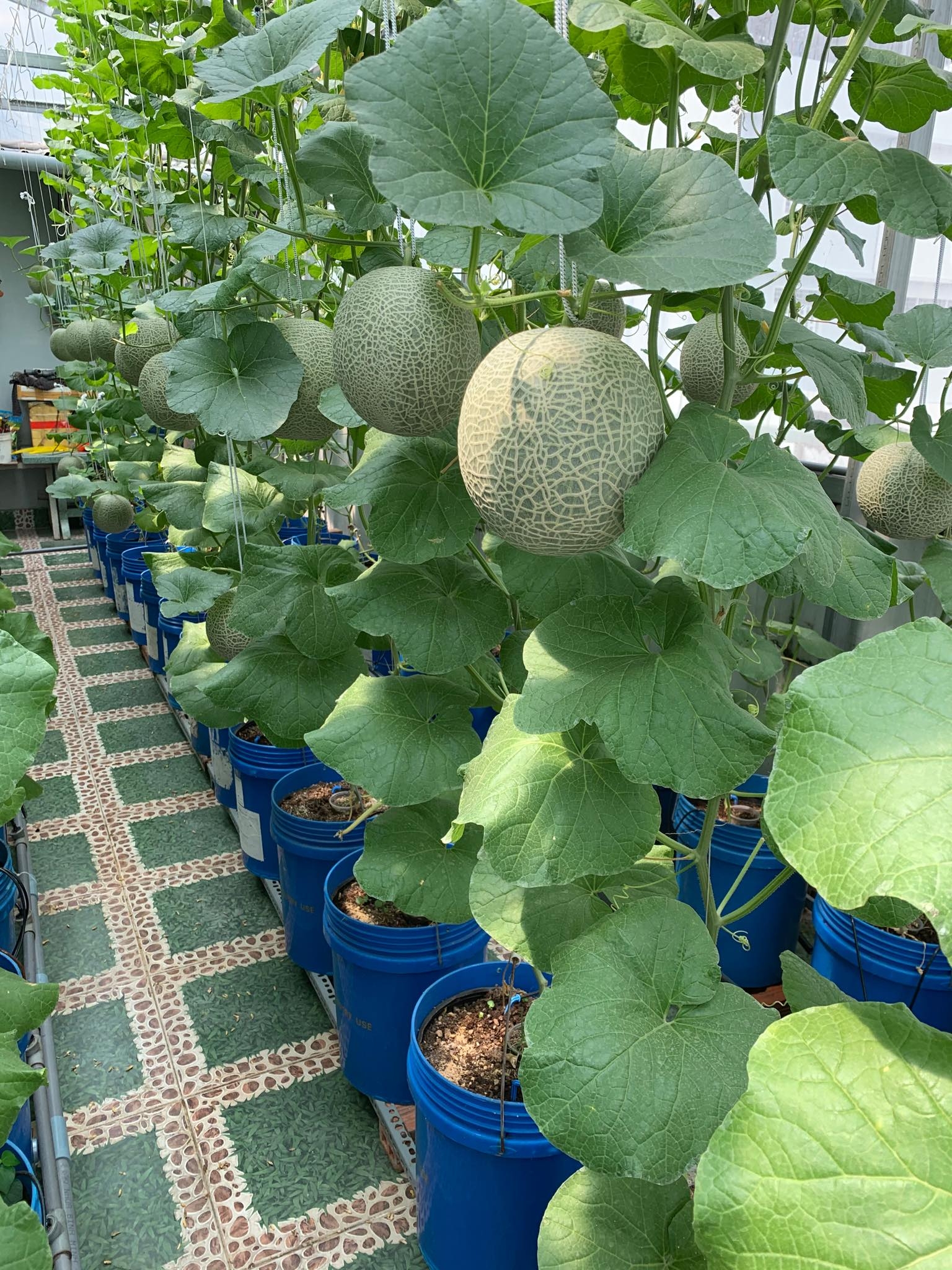 Vườn dưa lưới trĩu trịt quả "bội thu" trên sân thượng rộng 40m2 ở Sài Gòn vuon dua luoi triu trit qua boi thu tren san thuong rong 40m2 o sai gon
