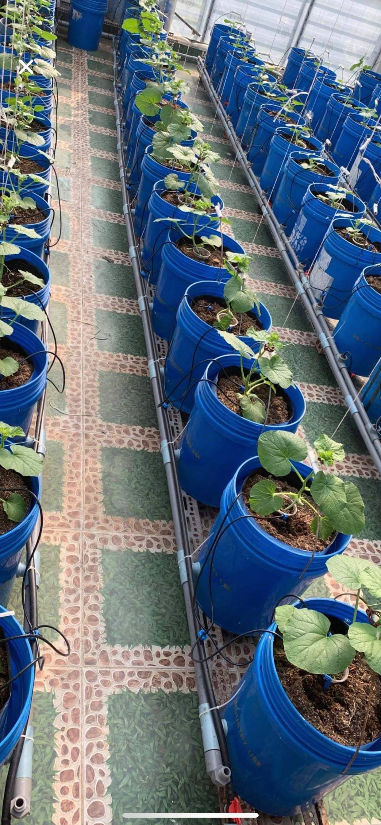 Vườn dưa lưới trĩu trịt quả "bội thu" trên sân thượng rộng 40m2 ở Sài Gòn vuon dua luoi triu trit qua boi thu tren san thuong rong 40m2 o sai gon