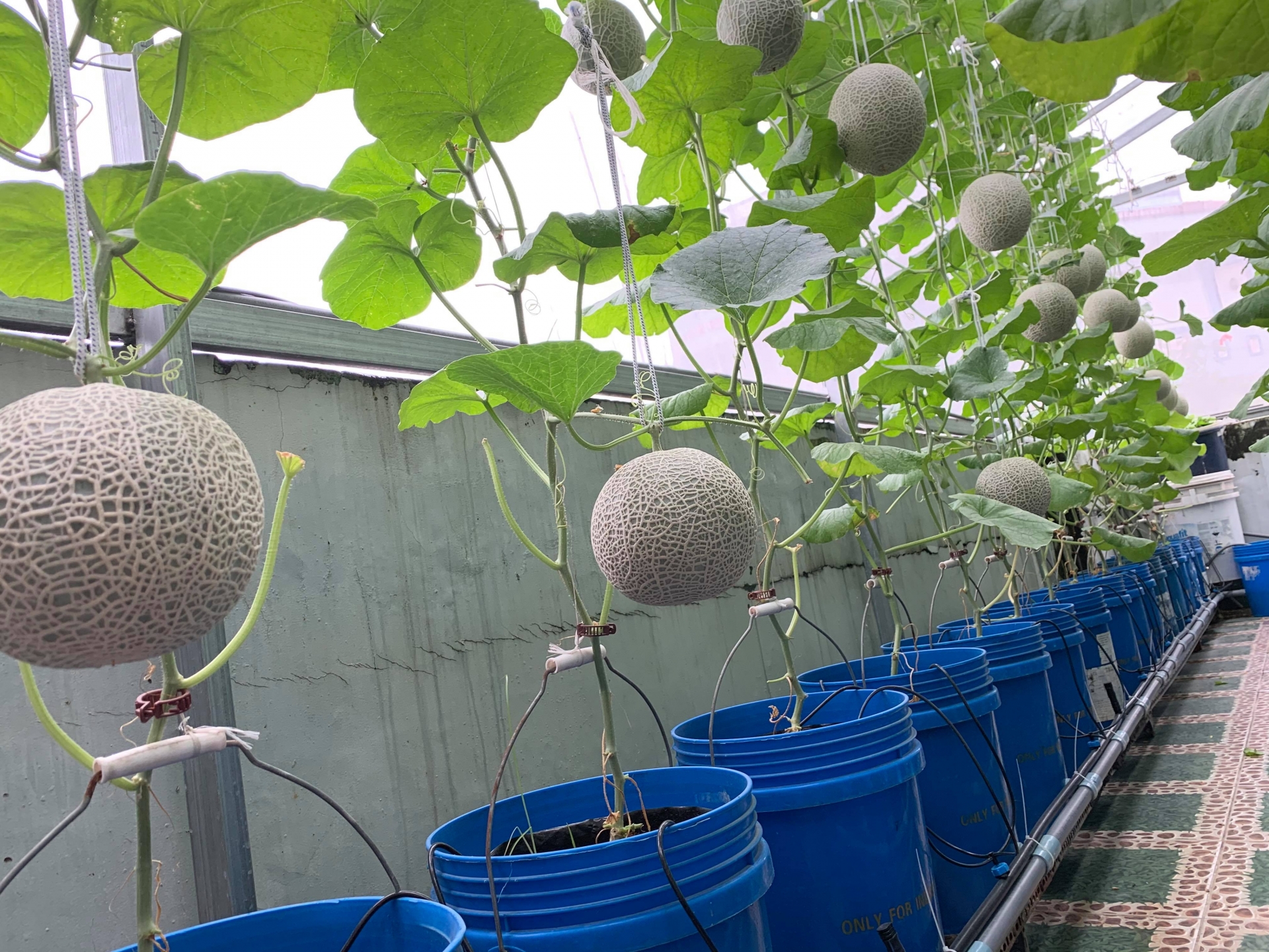 Vườn dưa lưới trĩu trịt quả "bội thu" trên sân thượng rộng 40m2 ở Sài Gòn vuon dua luoi triu trit qua boi thu tren san thuong rong 40m2 o sai gon