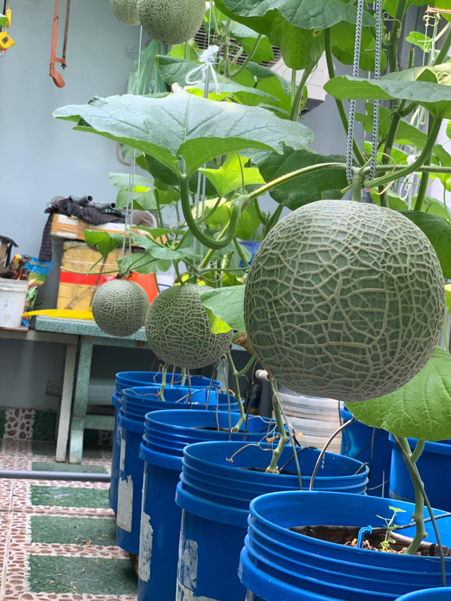 Vườn dưa lưới trĩu trịt quả "bội thu" trên sân thượng rộng 40m2 ở Sài Gòn vuon dua luoi triu trit qua boi thu tren san thuong rong 40m2 o sai gon
