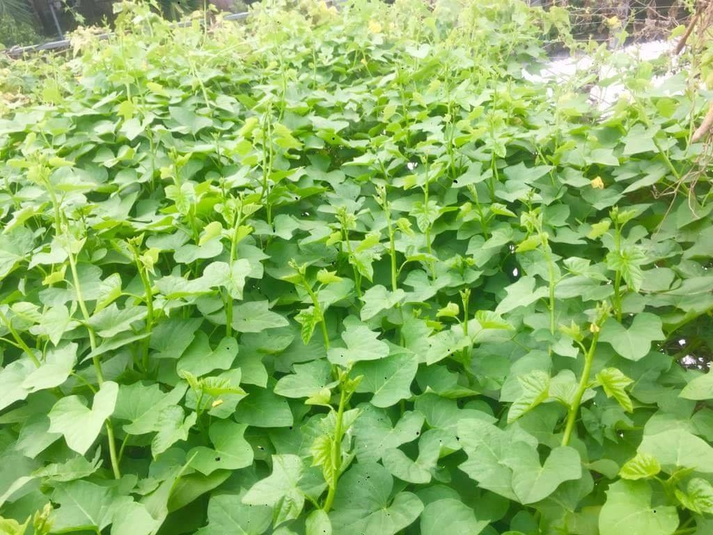 Ông bố đảm trồng cả vườn rau, nuôi đủ loại cá trên sân thượng ở Biên Hòa ong bo dam trong ca vuon rau nuoi du loai ca tren san thuong o bien hoa