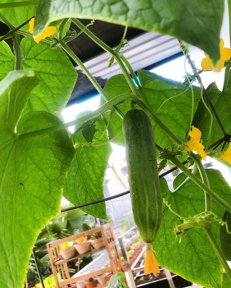 Ngỡ ngàng sân thượng chỉ 30m2 được phủ kín rau quả sạch ở Bình Dương me nau an va trong rau co gai phu kin du loai rau qua sach tren san thuong rong 30m2 o binh duong