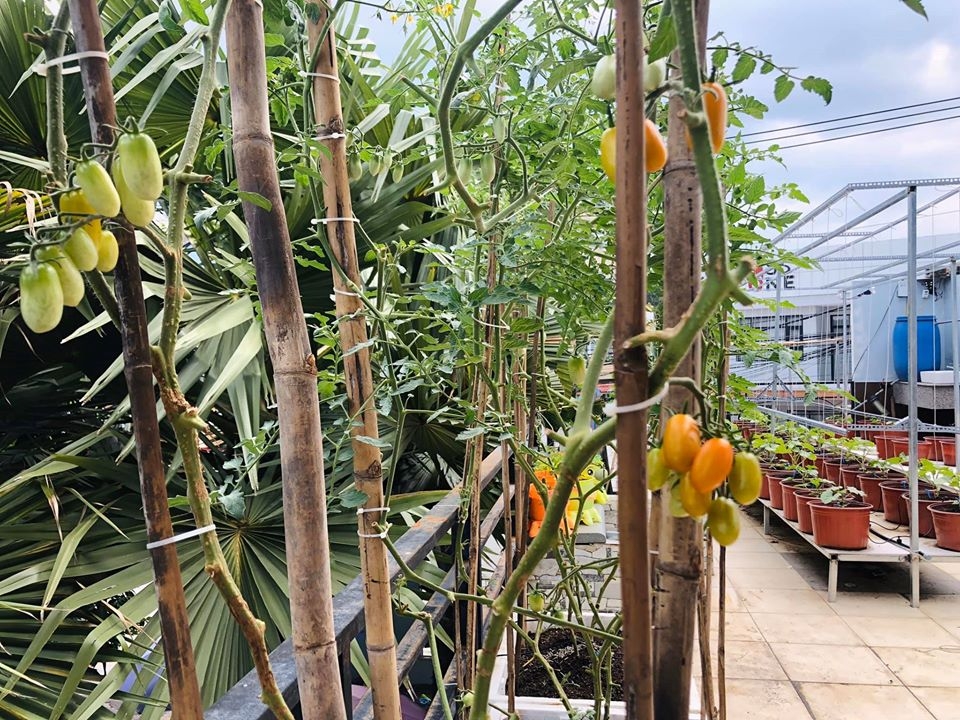 Ngỡ ngàng sân thượng chỉ 30m2 được phủ kín rau quả sạch ở Bình Dương me nau an va trong rau co gai phu kin du loai rau qua sach tren san thuong rong 30m2 o binh duong