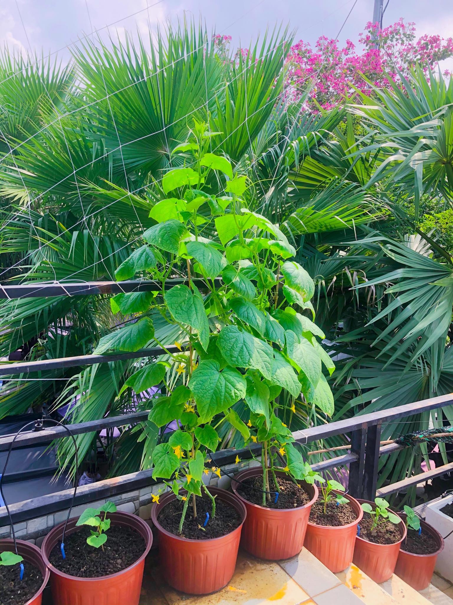 Ngỡ ngàng sân thượng chỉ 30m2 được phủ kín rau quả sạch ở Bình Dương me nau an va trong rau co gai phu kin du loai rau qua sach tren san thuong rong 30m2 o binh duong