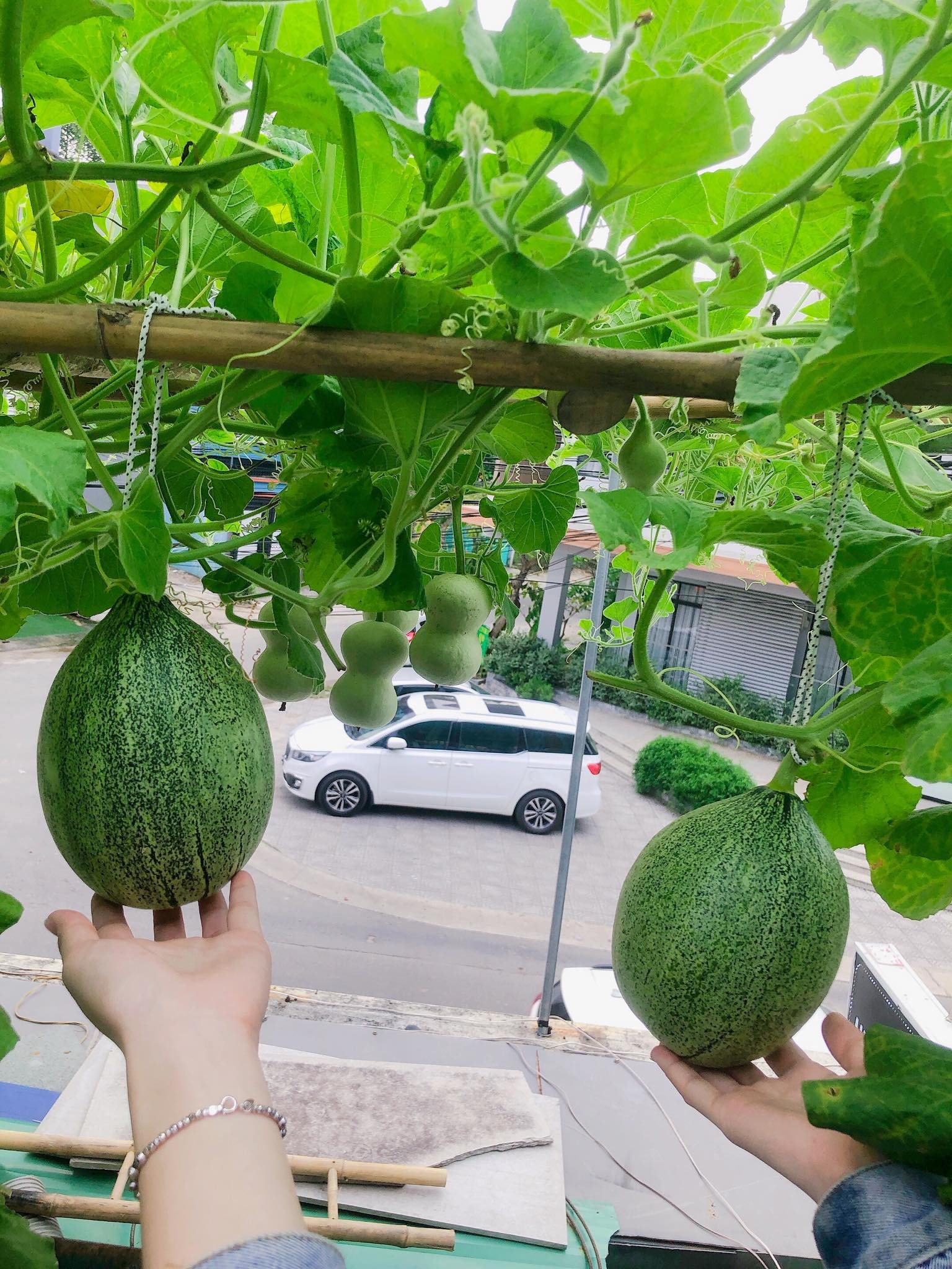 Ngỡ ngàng sân thượng chỉ 30m2 được phủ kín rau quả sạch ở Bình Dương me nau an va trong rau co gai phu kin du loai rau qua sach tren san thuong rong 30m2 o binh duong