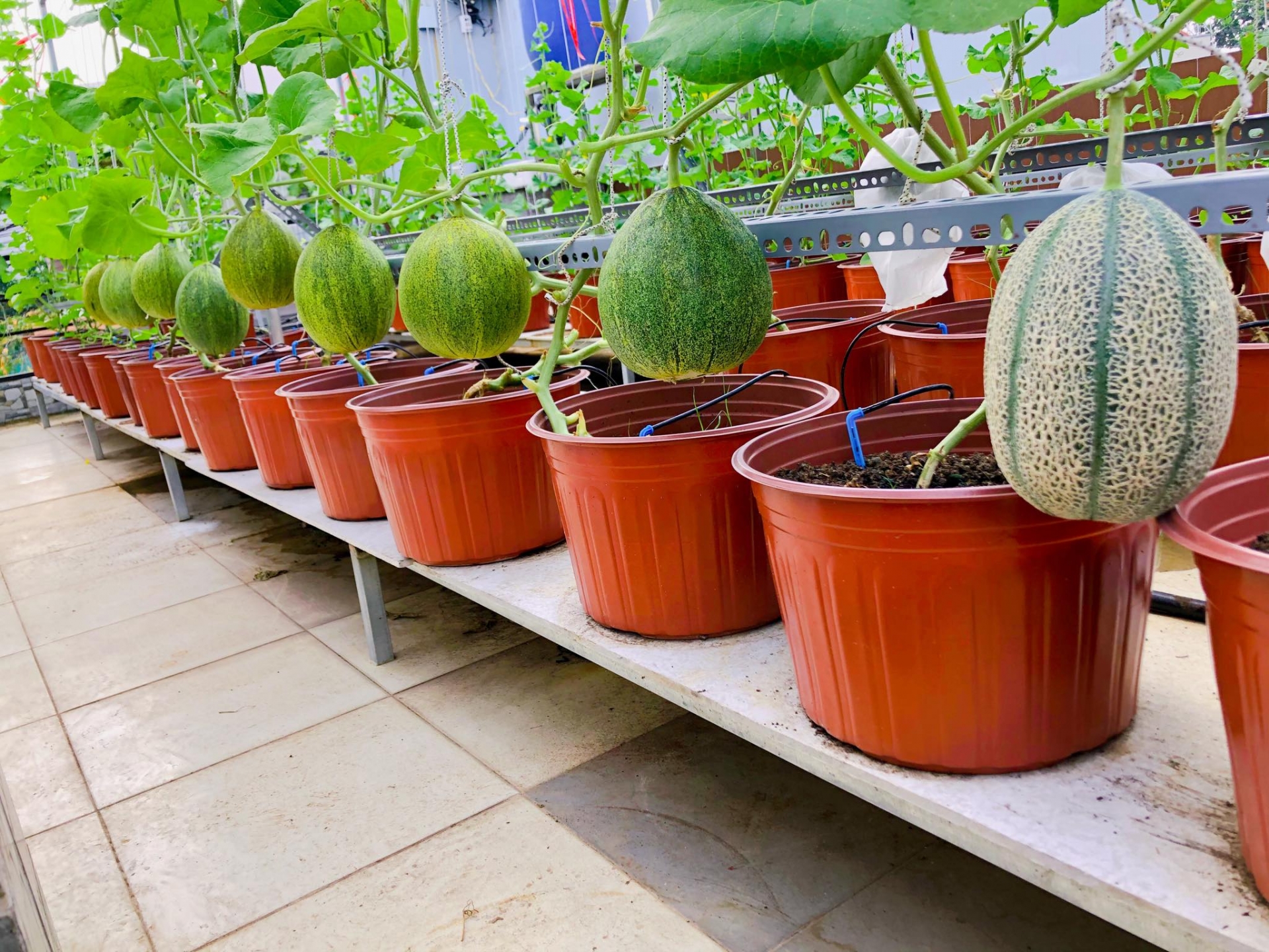Ngỡ ngàng sân thượng chỉ 30m2 được phủ kín rau quả sạch ở Bình Dương me nau an va trong rau co gai phu kin du loai rau qua sach tren san thuong rong 30m2 o binh duong