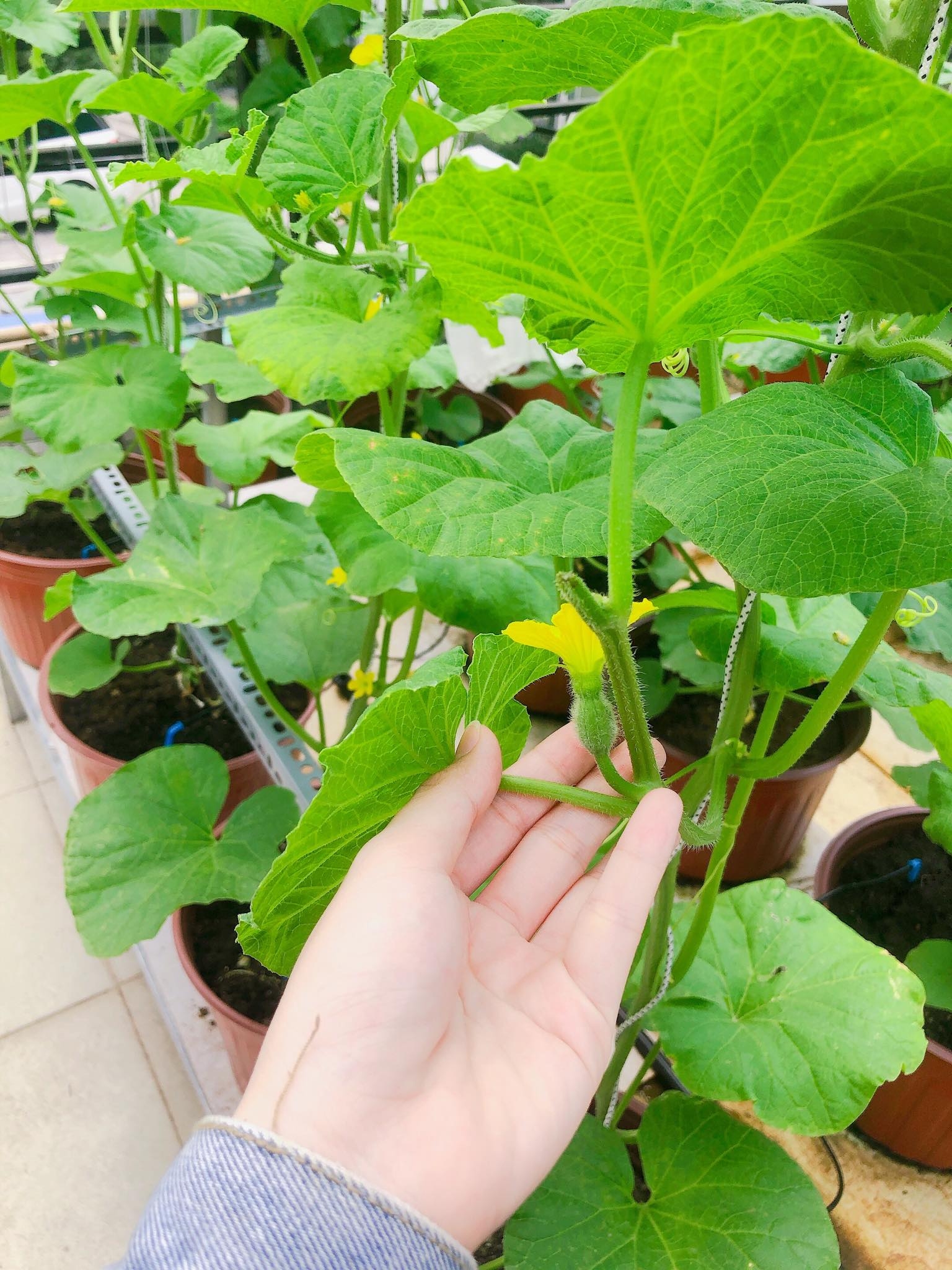 Ngỡ ngàng sân thượng chỉ 30m2 được phủ kín rau quả sạch ở Bình Dương me nau an va trong rau co gai phu kin du loai rau qua sach tren san thuong rong 30m2 o binh duong