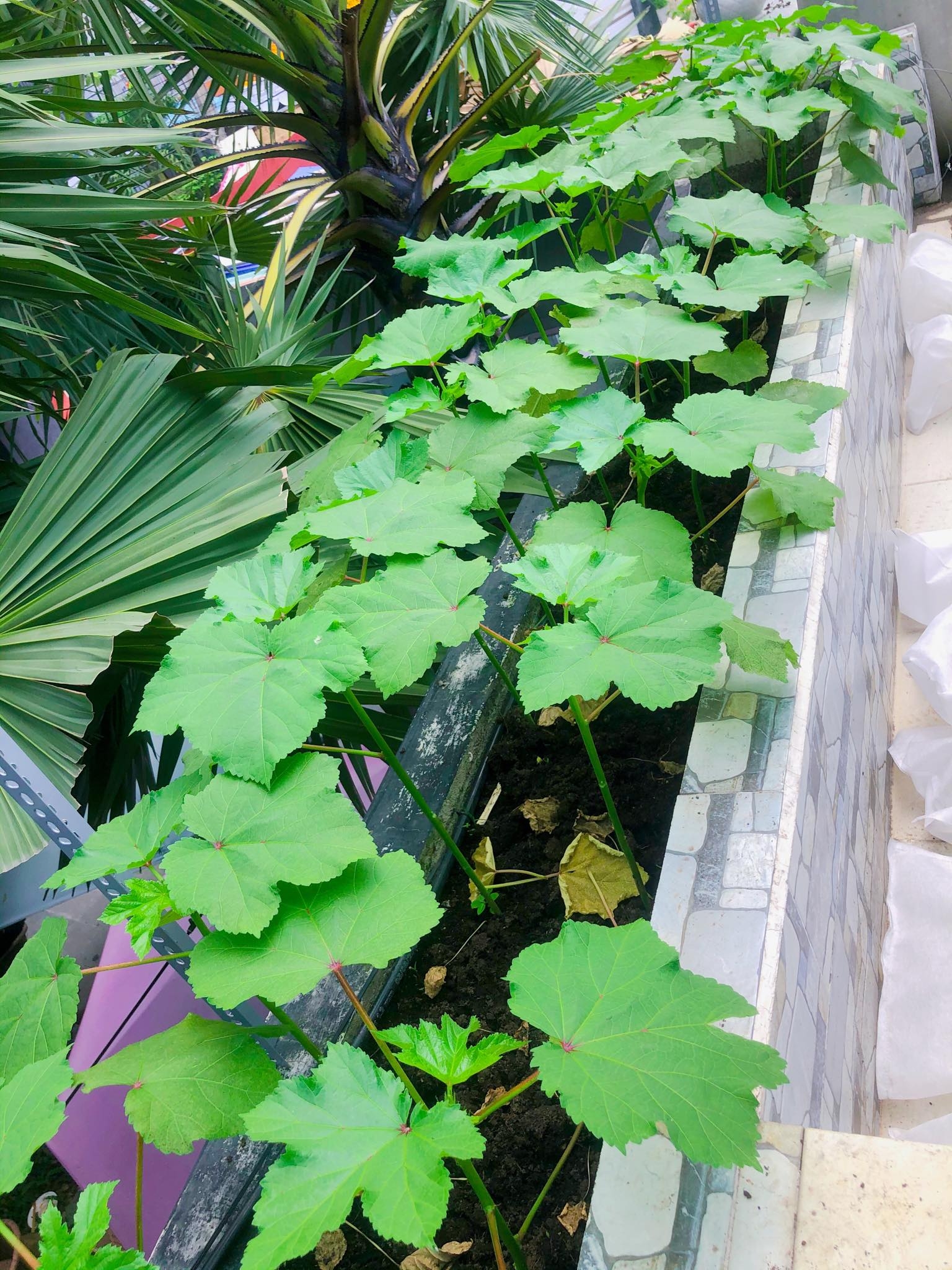 Ngỡ ngàng sân thượng chỉ 30m2 được phủ kín rau quả sạch ở Bình Dương me nau an va trong rau co gai phu kin du loai rau qua sach tren san thuong rong 30m2 o binh duong