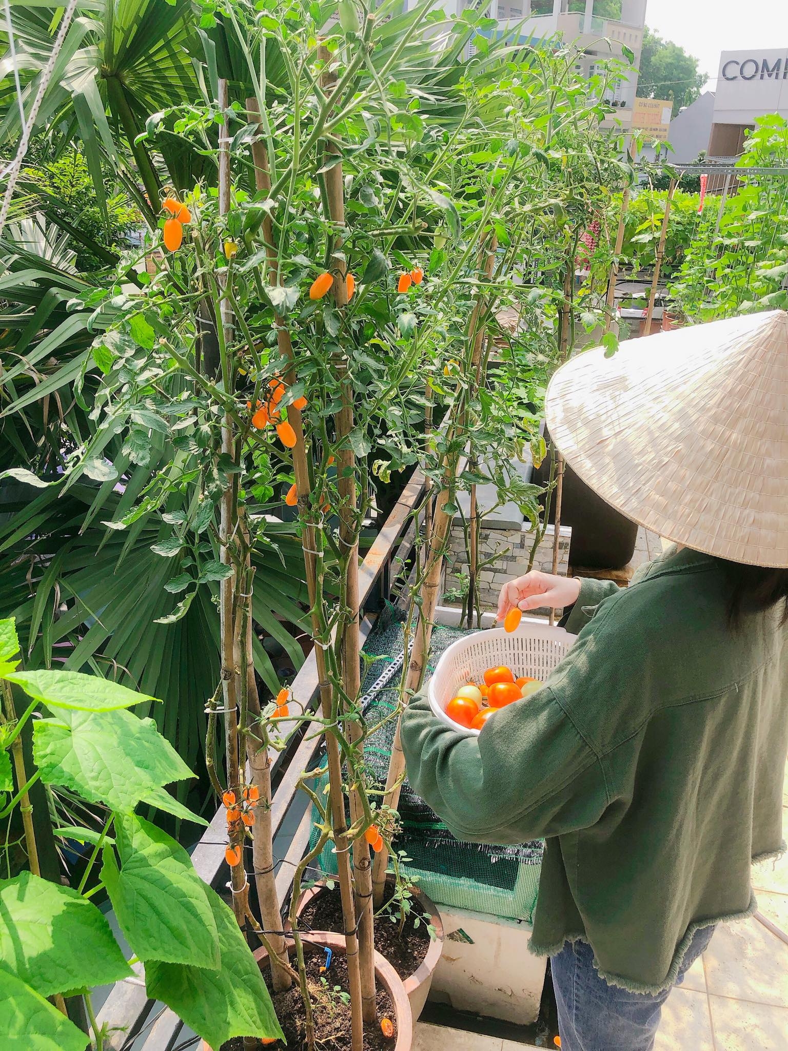 Ngỡ ngàng sân thượng chỉ 30m2 được phủ kín rau quả sạch ở Bình Dương me nau an va trong rau co gai phu kin du loai rau qua sach tren san thuong rong 30m2 o binh duong