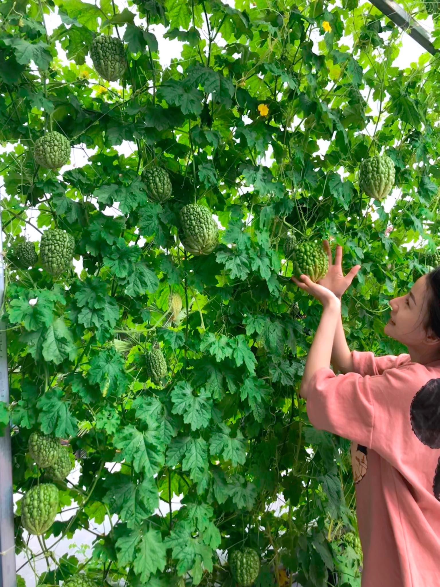 Ngỡ ngàng sân thượng chỉ 30m2 được phủ kín rau quả sạch ở Bình Dương me nau an va trong rau co gai phu kin du loai rau qua sach tren san thuong rong 30m2 o binh duong