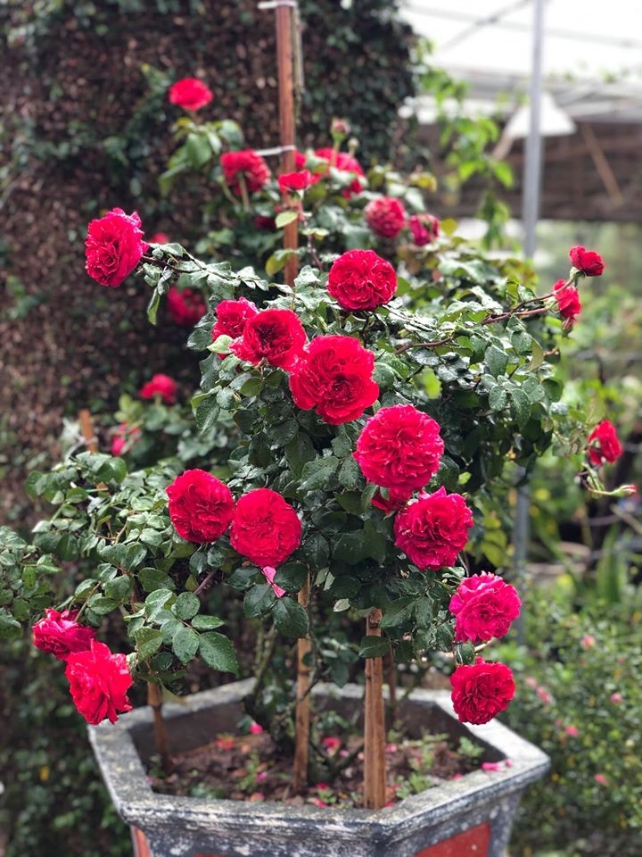 Khu vườn với những gốc hồng bonsai trị giá hàng trăm triệu ở Đà Lạt khu vuon voi nhung goc hong bonsai tri gia hang tram trieu o da lat