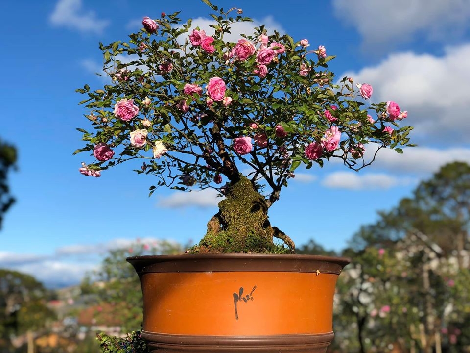 Khu vườn với những gốc hồng bonsai trị giá hàng trăm triệu ở Đà Lạt khu vuon voi nhung goc hong bonsai tri gia hang tram trieu o da lat