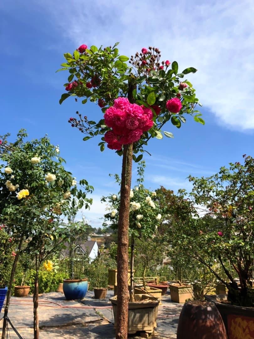 Khu vườn với những gốc hồng bonsai trị giá hàng trăm triệu ở Đà Lạt khu vuon voi nhung goc hong bonsai tri gia hang tram trieu o da lat